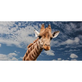Fototapeta Žirafos veidas danguje
